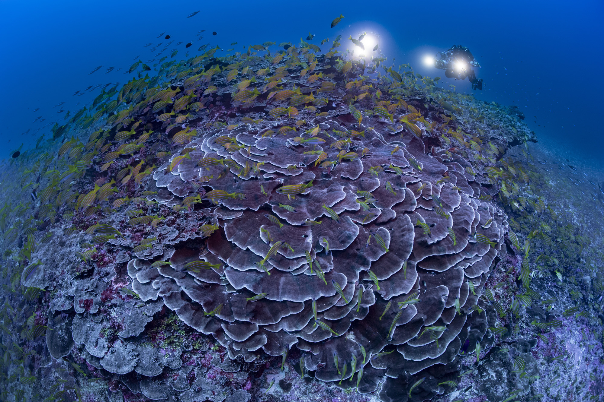 La PÇrouse - Reef ∏ Laurent Ballesta.jpg