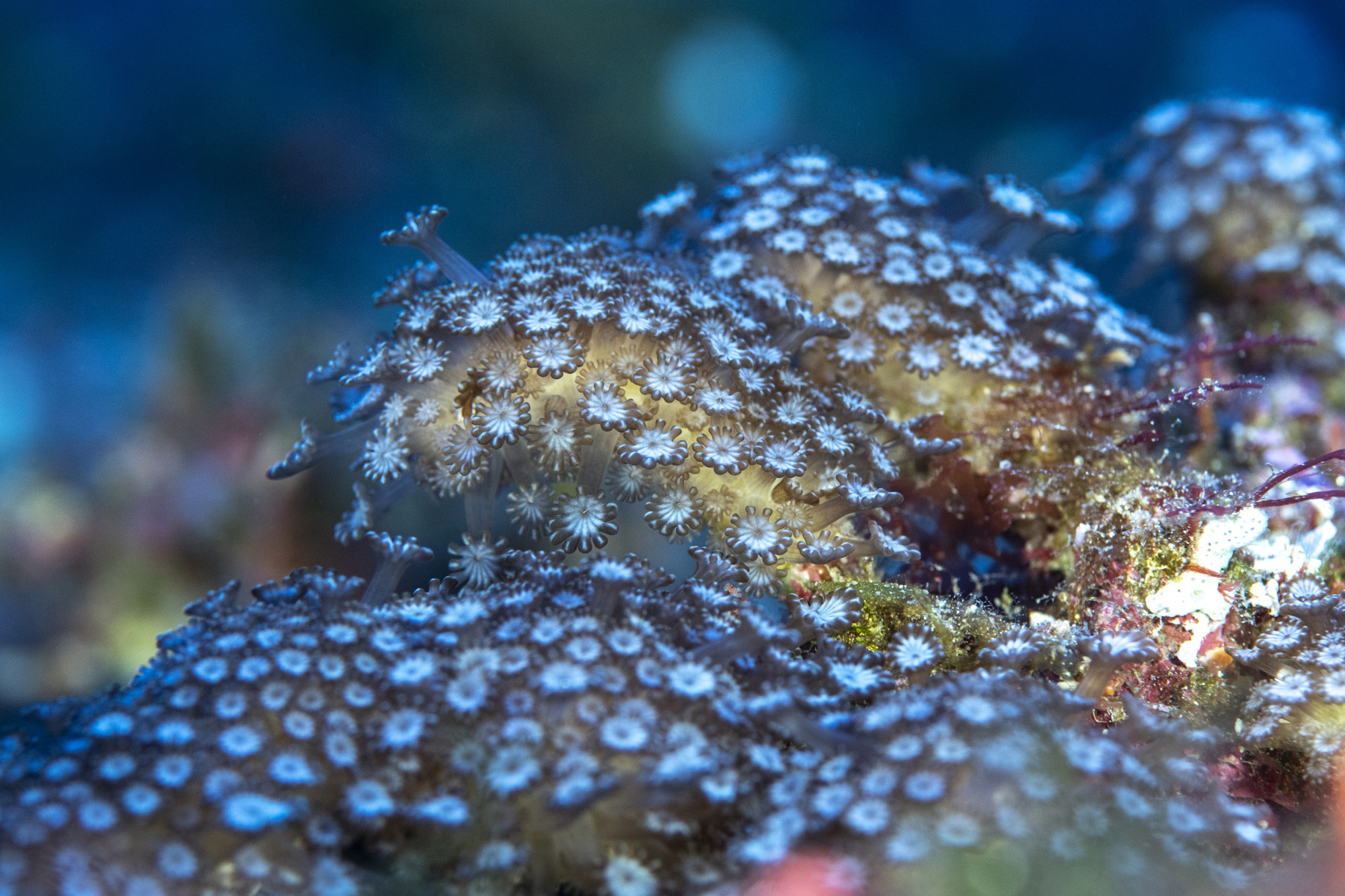 La PÇrouse - Goniopora Coral with deployed polyps ∏ Laurent Ballesta.jpg