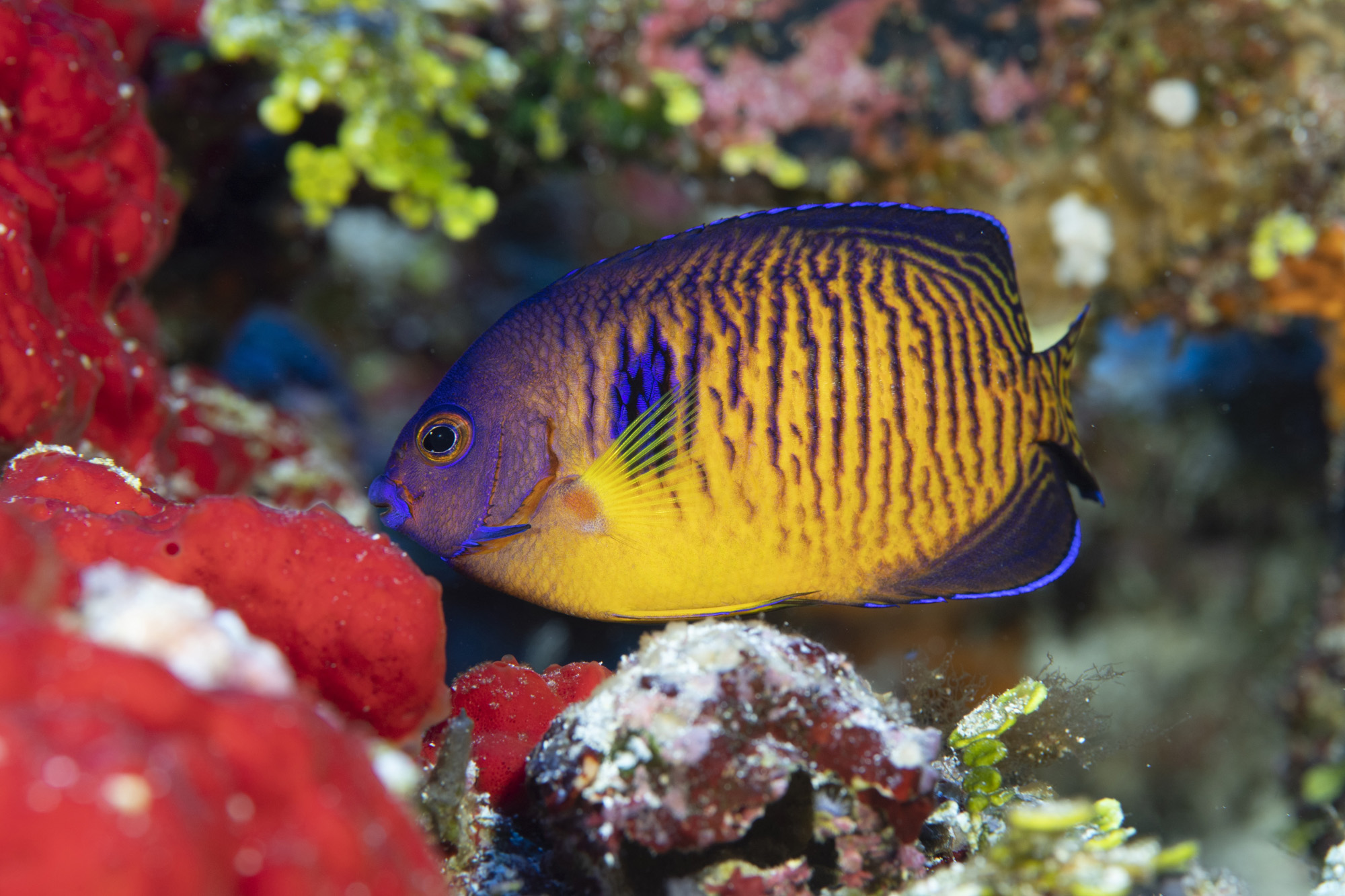 La PÇrouse - Dwarf Angelfish with two spines ∏ Laurent Ballesta.jpg