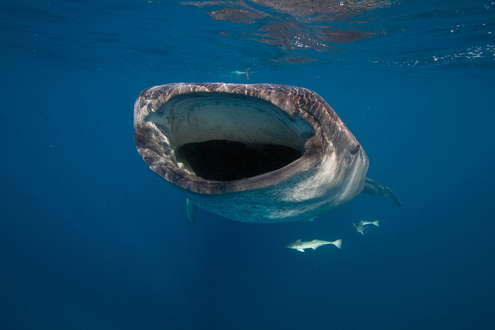 Whale shark_Original_13119.jpg