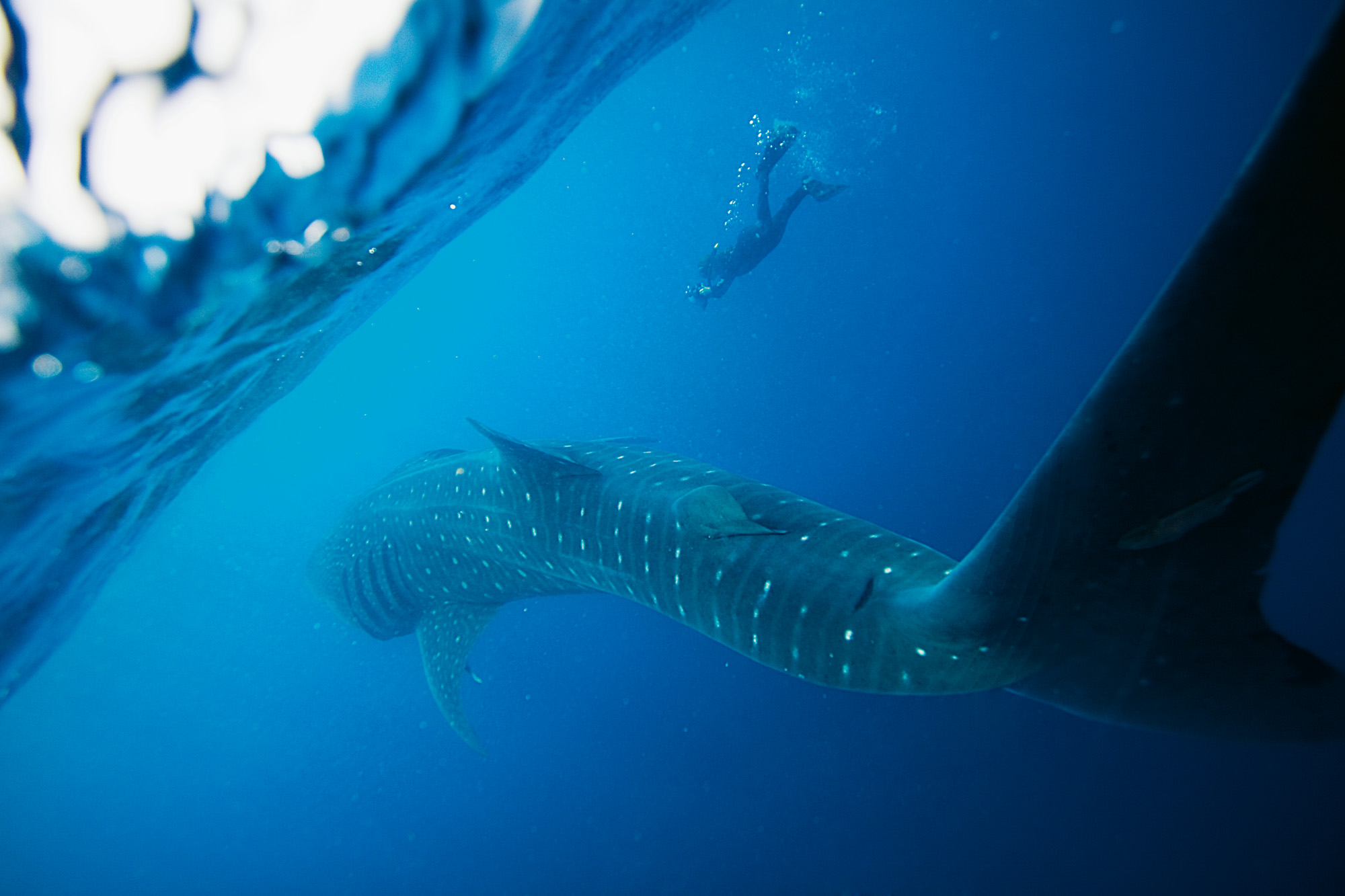 Whale shark_Original_13122.jpg