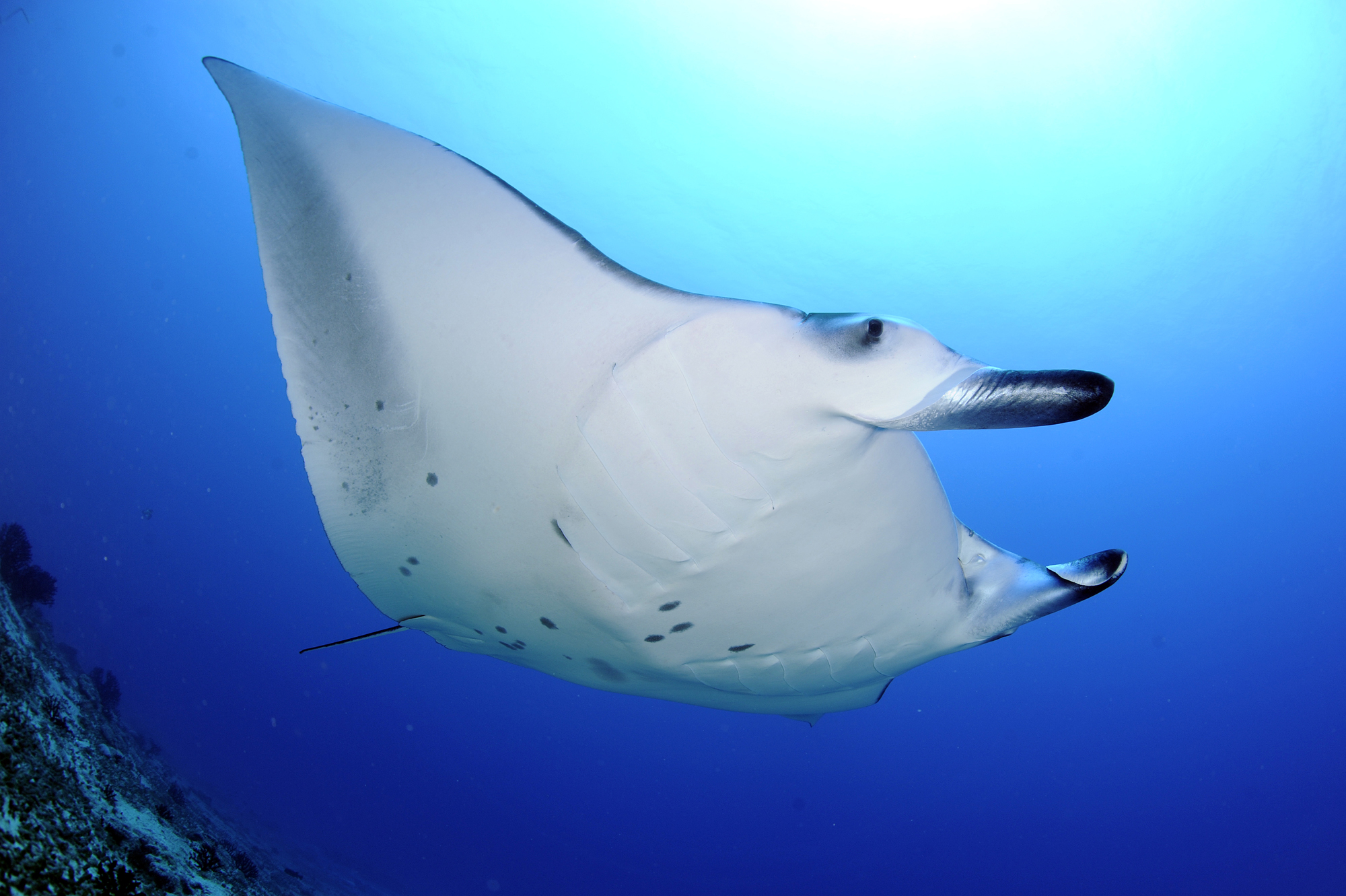 Reef Manta Ray Cleaning C, Mudakan Kandu, Addu Atoll, Maldives Guy Stevens Manta Trust 2013.jpg