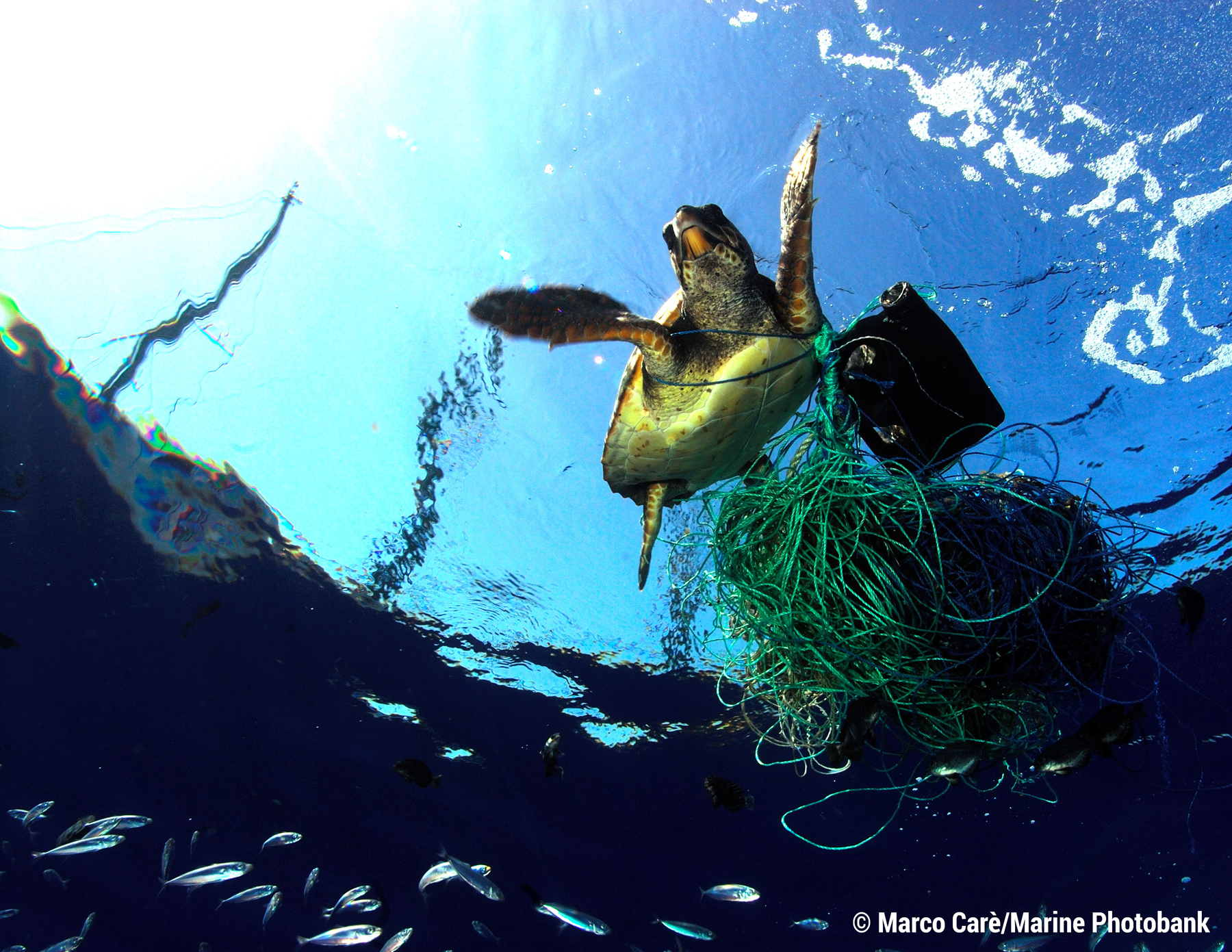 Breitling will play an active role in some of Ocean Conservancy’s initiatives. The company will organize beach cleanups around the globe as part of Ocean Conservancy’s International Coastal Cleanup. It will work in close cooperation with experts to recycle the collected trash in the most effective and ecologically responsible ways. The brand will also invite children to participate in these cleanups, educating them on how they can help restore the health of the ocean and prevent pollution from reaching the beaches and the ocean in the future.
