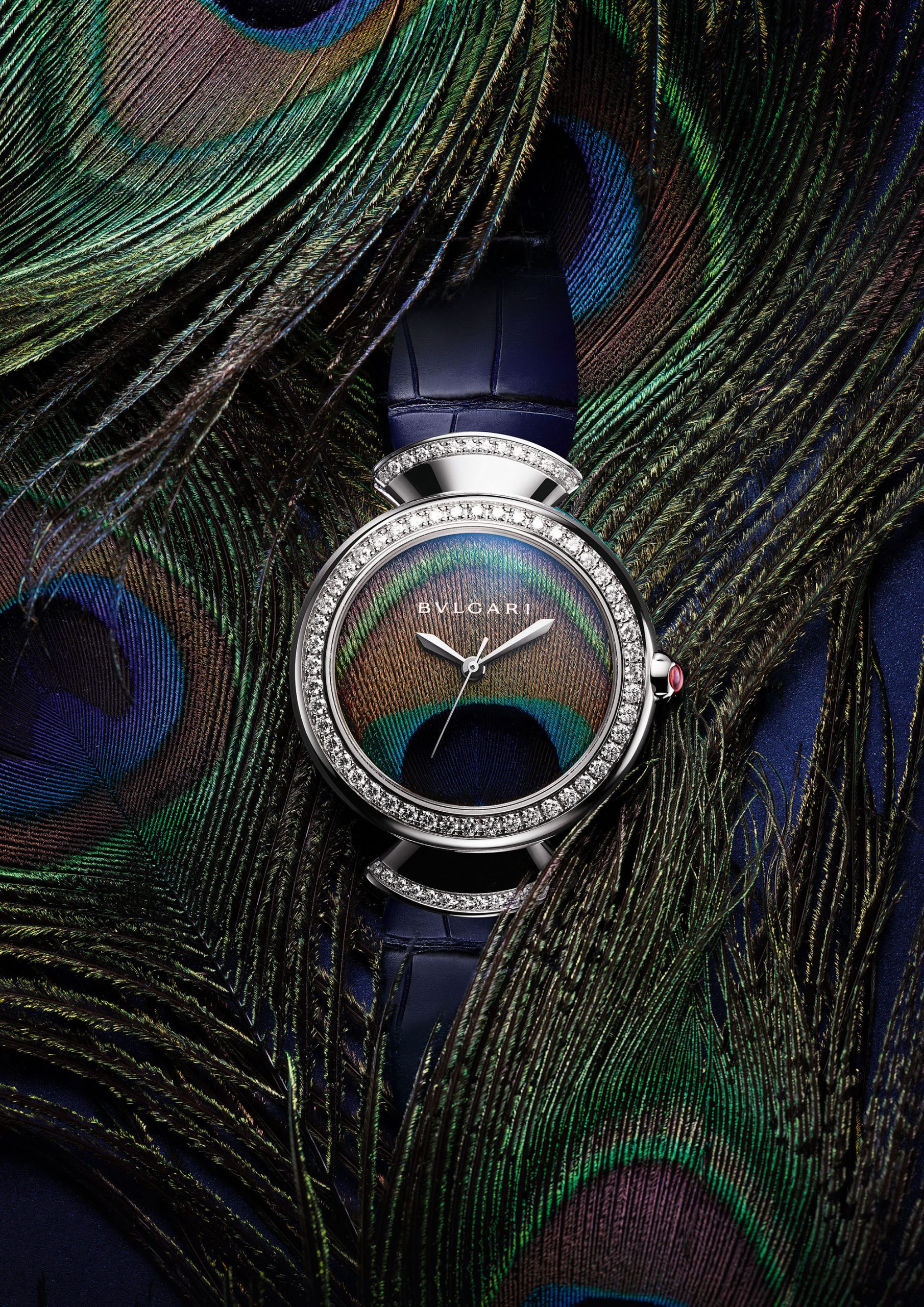 Diva's Dream Peacock